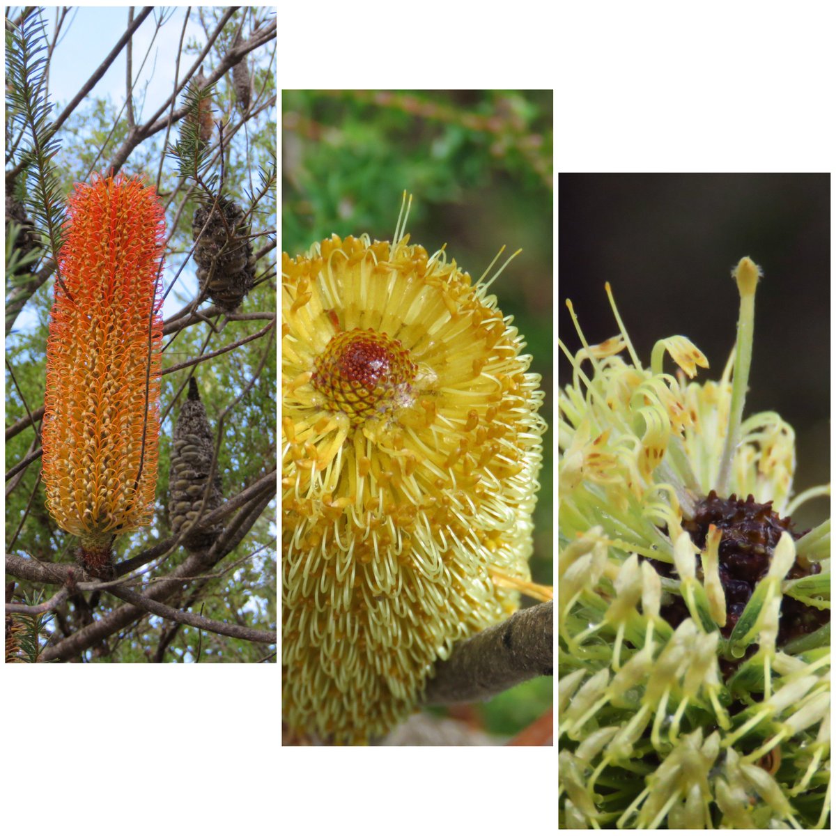 fawnaphlora's tweet photo. Blooming beautiful Banksia blossoms in the bush #banksia #flowers #autumn #australia https://t.co/0fyHyZKHkE