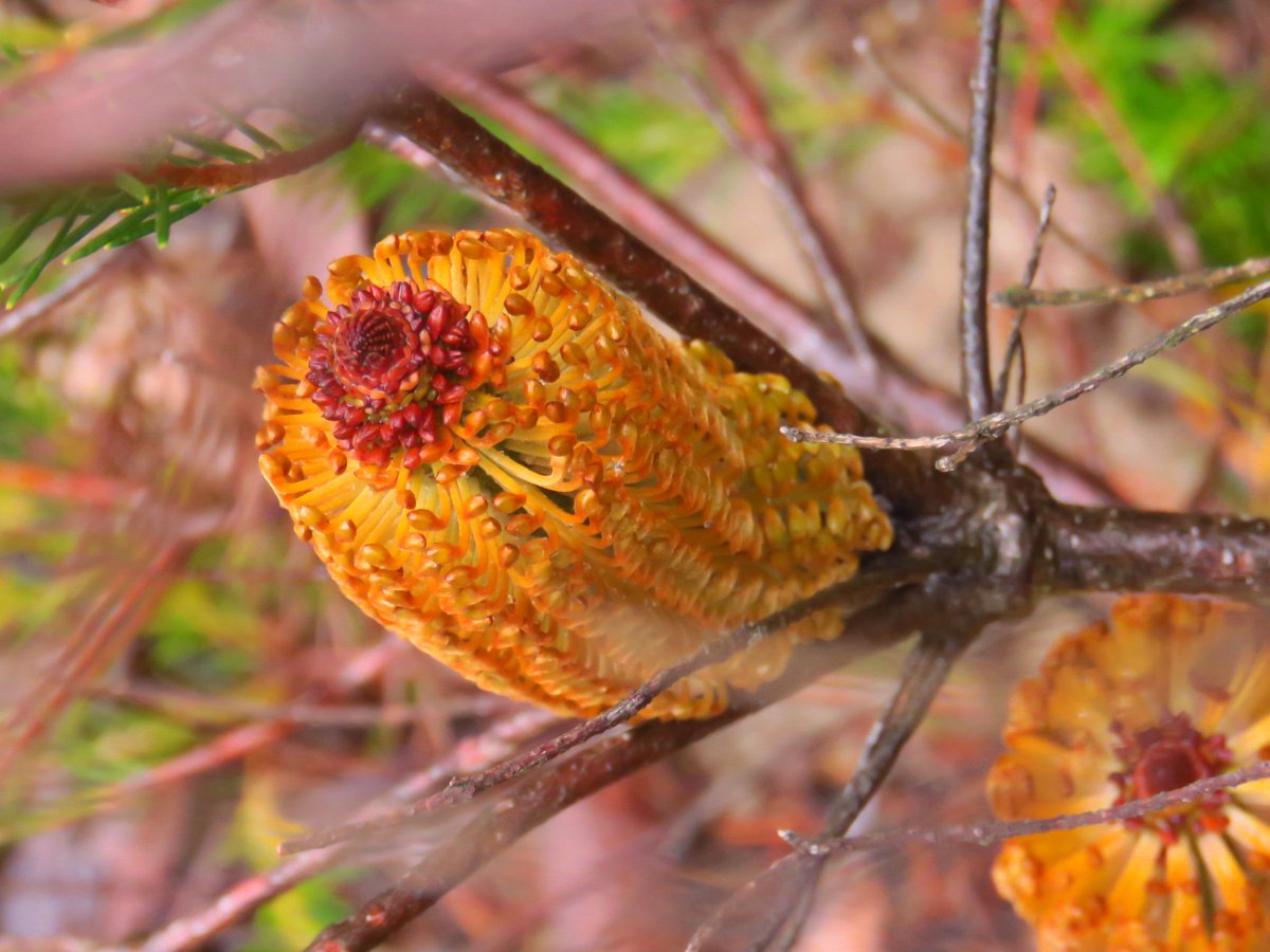 fawnaphlora's tweet photo. Blooming beautiful Banksia blossoms in the bush #banksia #flowers #autumn #australia https://t.co/0fyHyZKHkE