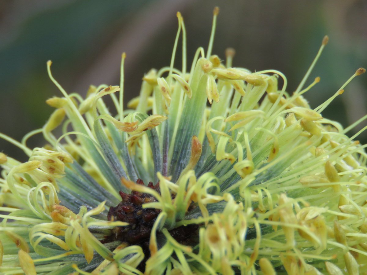 fawnaphlora's tweet photo. Blooming beautiful Banksia blossoms in the bush #banksia #flowers #autumn #australia https://t.co/0fyHyZKHkE