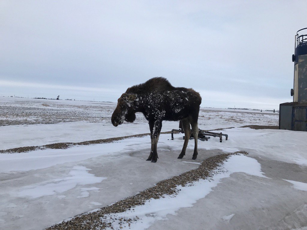 ezgoingtype's tweet image. My new buddy today. Thank god he was in a good mood.