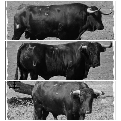 Castaño, Robleño y Venegas se las verán en Las <a href="/LasVentas/">Plaza de Las Ventas</a> con esta muchachada de Cuadri gentileza de una cuadriadicta levantina y levantisca