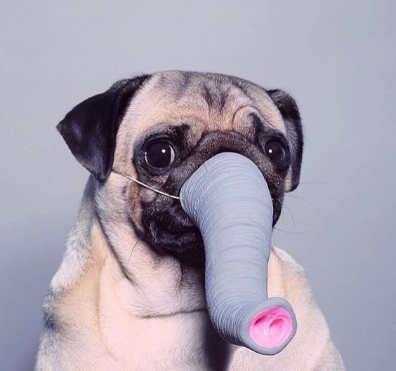 UncleCuthbert's tweet photo. I'm very wary about all things Genetically Modified, who knows what Frankenstein pets they could create? Like the pugephant here! https://t.co/U3usFIM54B