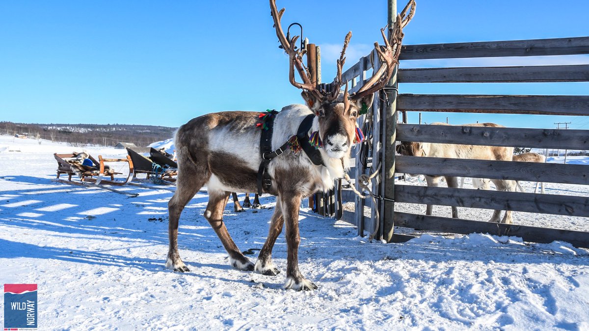 WildNorwayAdv's tweet photo. Carly is having fun, hanging out with the reindeer at @Dest_Roros, the inspiration behind of @Disney's #Frozen! #ExtraordinaryExperiences https://t.co/ps38taoWya