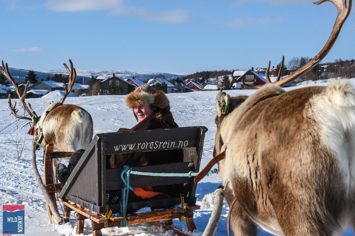 WildNorwayAdv's tweet photo. Carly is having fun, hanging out with the reindeer at @Dest_Roros, the inspiration behind of @Disney's #Frozen! #ExtraordinaryExperiences https://t.co/ps38taoWya