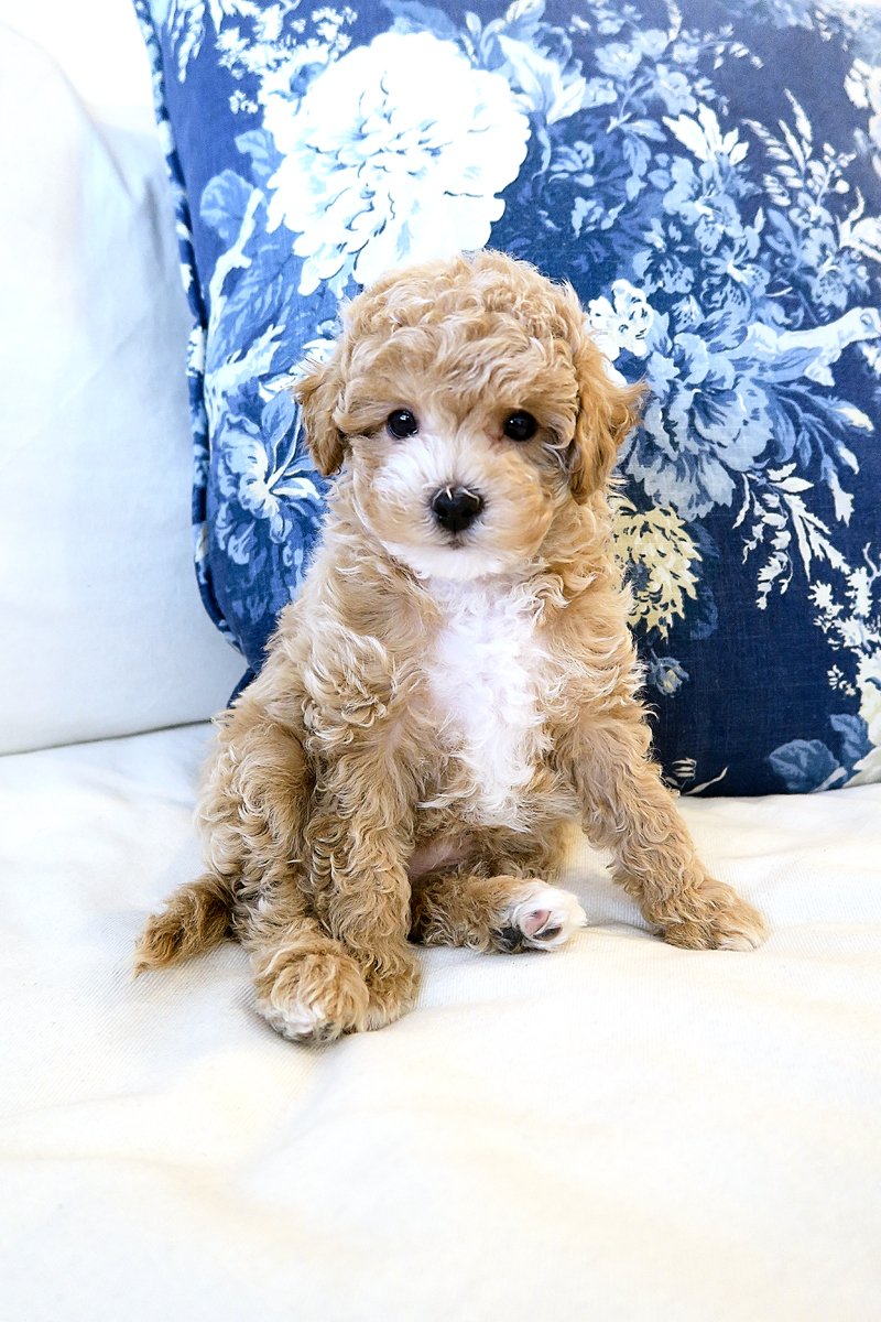 Ham for a Year  #FashionIndustry thecollegeprepster.com/2017/03/ham-fo…