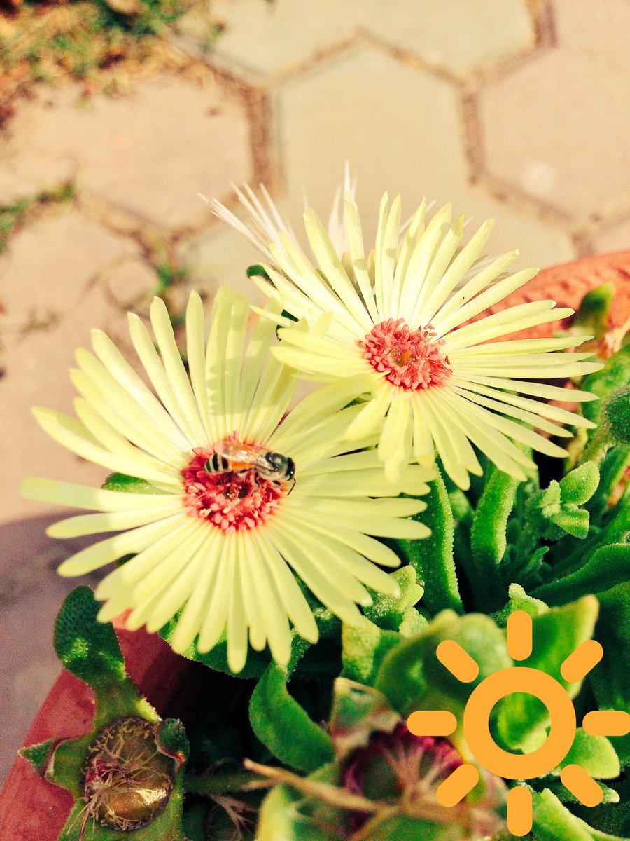 YogicNeurosurgn's tweet photo. @ilovefIowers @BusyBeesBens #nectarcollection by Busybee🐝🐝🐝🐝#naturephotography #FlowerPower #beautywithin #TwinsWin https://t.co/rEaWkhXUVB