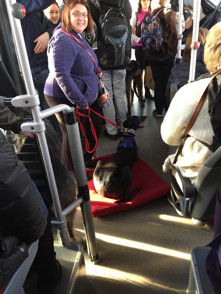 RoloHound's tweet photo. Made myself comfy on the way to discover dogs greyhound stand #crufts2017 #Crufts @KCLovesDogs @RGTWolves https://t.co/MQgHaZ3rsK