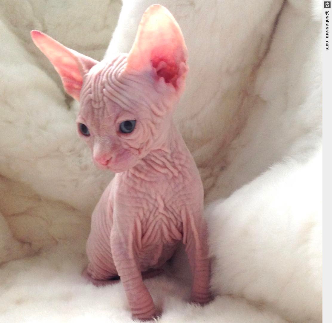 IngloriousCats's tweet photo. 🐈💝Sahasrara Born To Be A Lady💝🐈5 weeks old in the pic-sold #catselfie #catscircus #grumpycat 🐱 #sphynx #sphynxcat https://t.co/Ar2f44hXb5