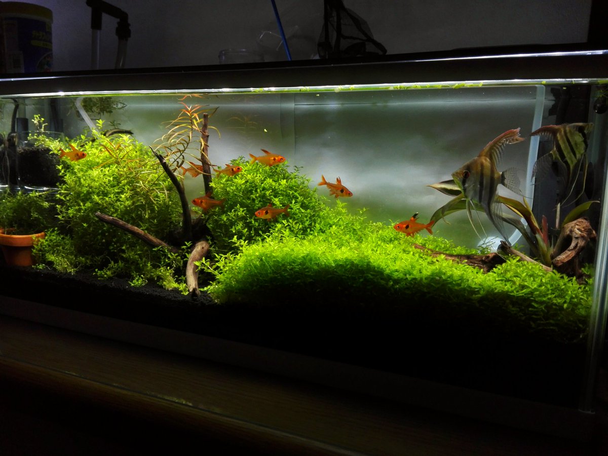 ヨッシーtv Aquarium Twitterissa これは 僕のメイン水槽です 使用している水草は パールグラス グロッソスティグマ ロタラspワイナード ウィローモス エキノドロス系のなんか 生体は レッドファントムテトラ エンゼルフィッシュ