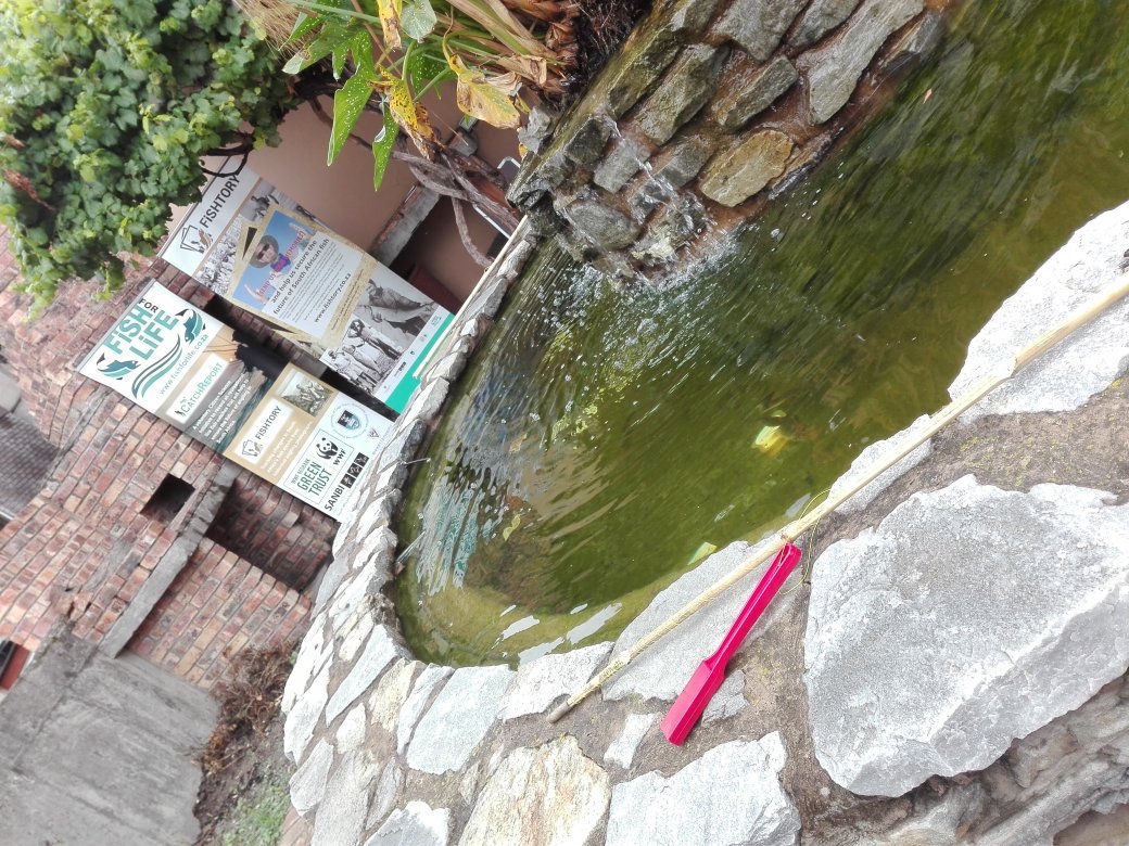 FishtorySA's tweet photo. Come see @FishforLifeSA @FishtorySA  at DIFS pond at #WaterWorld @GhtScifest &amp; play @WWFSASSI fishing game https://t.co/VDFAhiFH2J