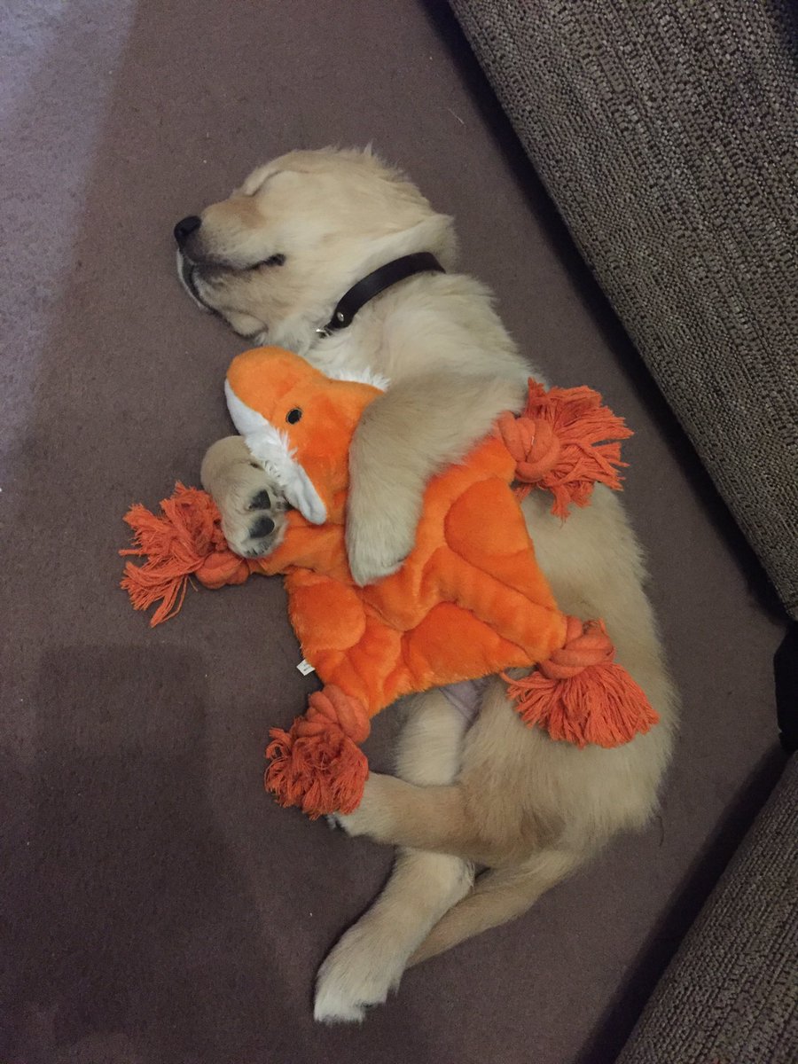 TIRPYTEACH's tweet photo. Our new edition having a cuddle. #guidedogpuppy https://t.co/rUHJvvTPI7