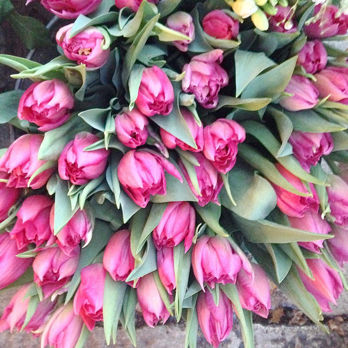 paolina65's tweet photo. "Ogni fiore che sboccia ci ricorda che il mondo non è ancora stanco dei colori."
Fabrizio Caramagna #Flowers #fiori #9marzo #spring https://t.co/vRHCg5lTpB