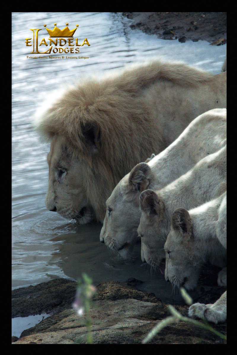 Proof that Nature itself provides the most spectacular images - Elandela White Lions slaking their thirst in unison!