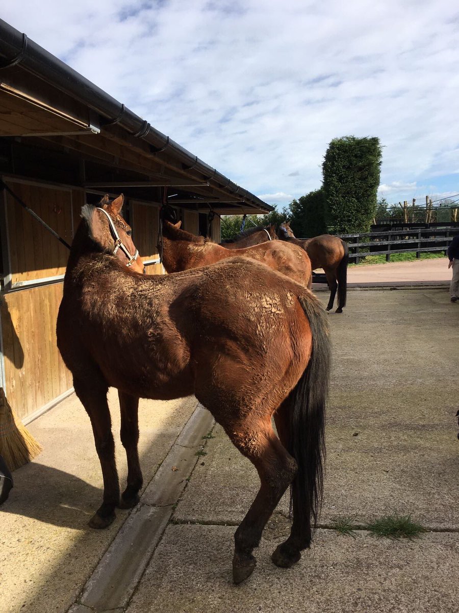 maxcharltonpolo's tweet photo. Home sweet home! ๐ The ponies are all in ready for this season #polo2017 #muddyponies #polo #readyforsummer #poloponies https://t.co/EciPxVkseP