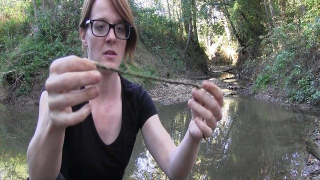 HomesteadNotes's tweet photo. How to make cordage in the woods - https://t.co/edgZS06ZRI https://t.co/9vQvHtg1OQ