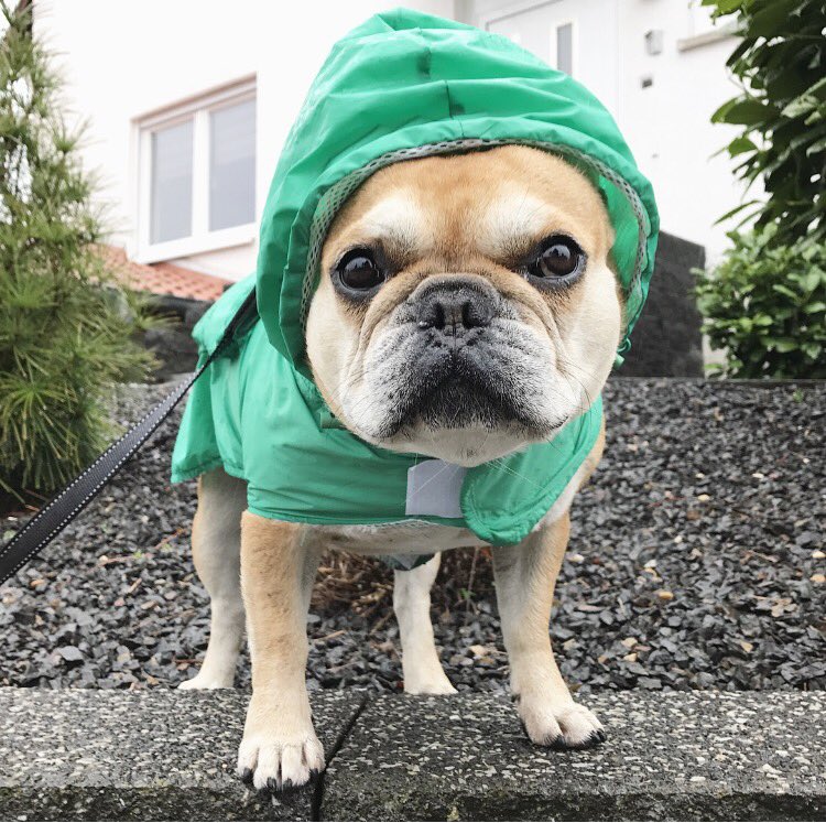 cesar_frenchie's tweet photo. Nope nope aaaaand nope 🌧 #rainfordays https://t.co/0RCmOwnJFE