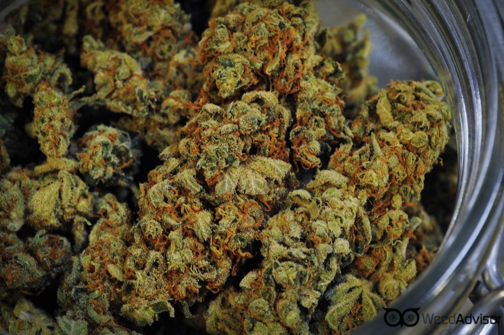 Strong #sativa genetics give #Candyland uplifting and stimulating effects, making it a perfect #strain for social gatherings
