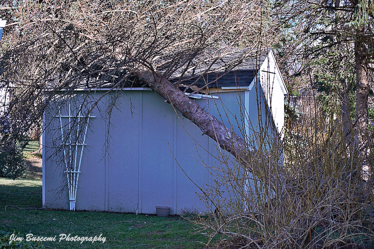 Jbusc33's tweet photo. #uprooted, #tree, #windstorm, #neighborshouse, #dog, #shed, #damage, #fairportny, #curious, #fetchthestick, #upstateny, #scary, #nobodyhurt. https://t.co/nsxuIR6kQ1
