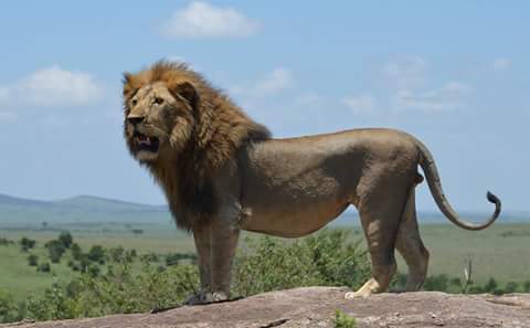 MaraLionProject's tweet photo. One of the KWS males on top of Black Rocks scanning his territory #LionKing #lion #KingofBeasts #MaasaiMara https://t.co/C3lfWGKhh3