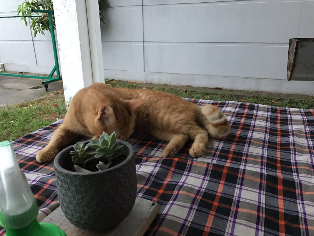 askfoodtech's tweet photo. Alhamdulillah. Kusangkakan boleh kurus dok merantau! Tp rezeki Allah tu ada jer. #sepetang #simba #cattuanumah https://t.co/XzH9WwwZDp