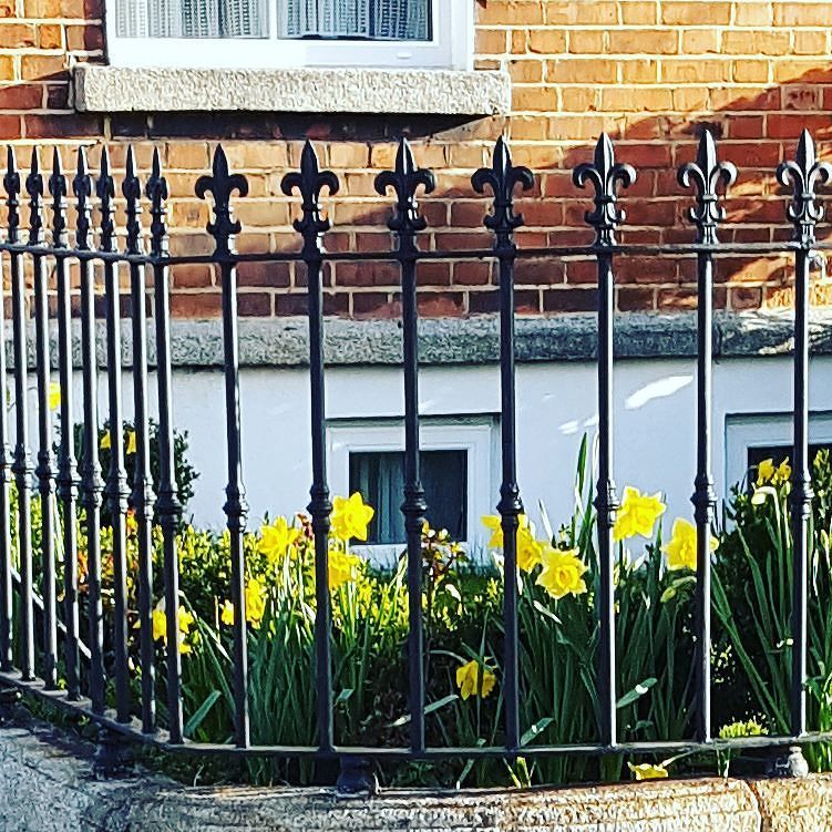 hungryboys_ie's tweet photo. Daffodils peeking at me this morning in #dublin 💗💗 #dublinireland #irelandpassion #daffodi… https://t.co/LoKrNtcrfW https://t.co/2vf7r5QNo6