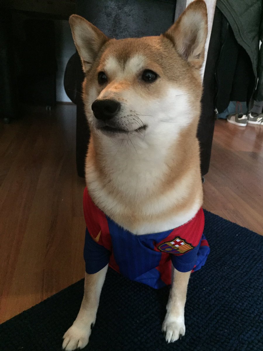 R2Danica2's tweet photo. I mean even Makoto won't take off his kit ... #Culles #MakotoChan #ShibaCulles #Barรงa https://t.co/WEssy9crCd