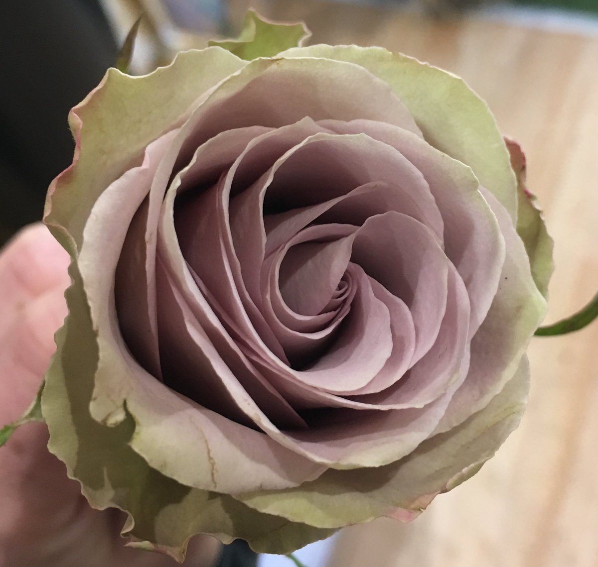gemnico87's tweet photo. Stunning 😍 Grey rose in our garden this Mother's Day #florist #flowers #rose #greyrose #nicos https://t.co/3jEjR3mAbM