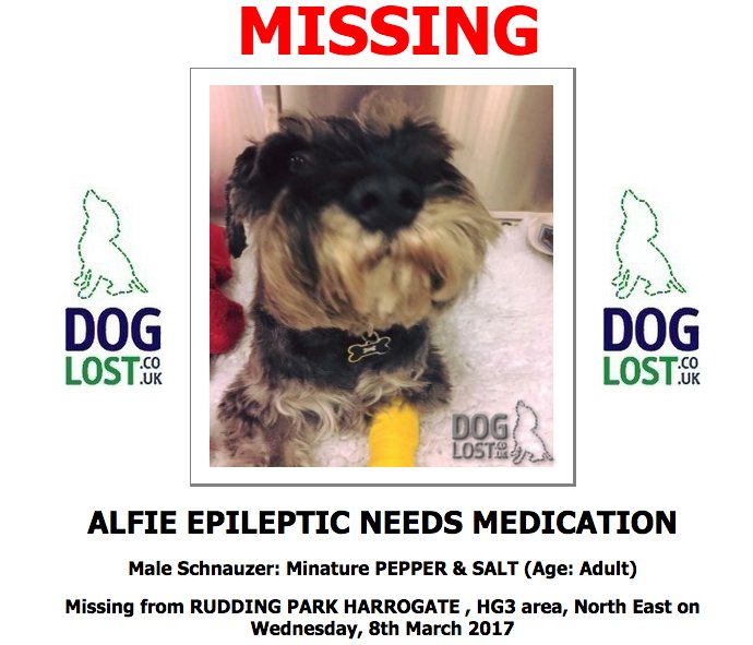 DogLostUK's tweet photo. #LOST ALFIE Male #Schnauzer #Miniature #Harrogate #HG3 #Lostdog  https://t.co/2G6aqEhErp https://t.co/VJLdPYRbNM