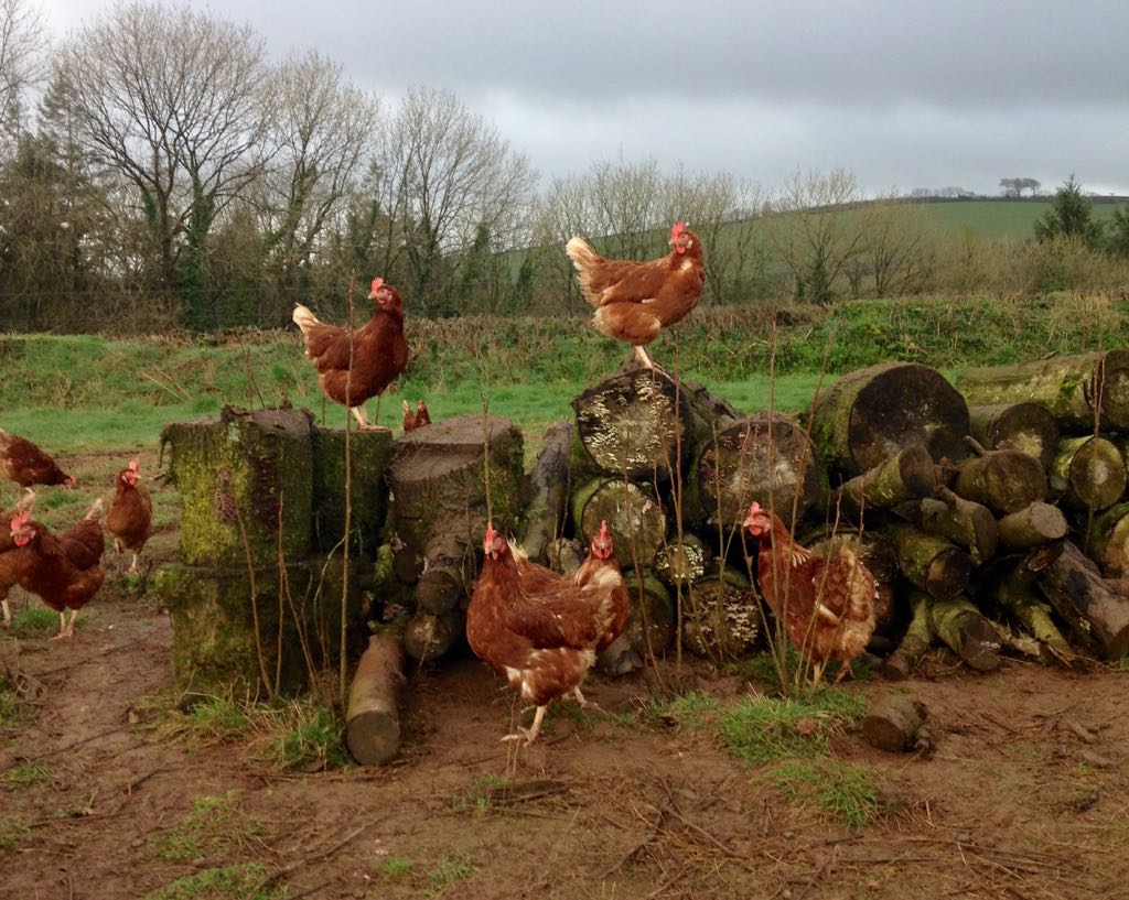 The logpile has been reclaimed! #FreeRange #Eggs #Exevalley #Devon