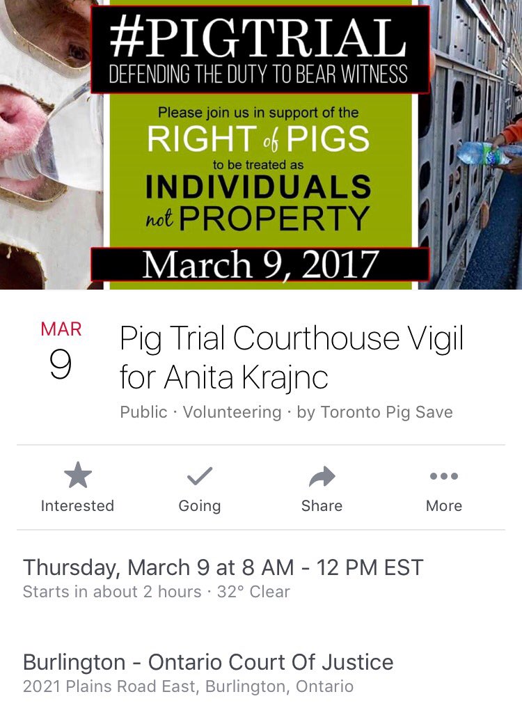 WorldAnimalNews's tweet image. #WeStandWithAnita #PigTrial Today. 💞🐷 For More Info &amp;amp; To Join The Vigil with @TorontoPigSave Today, Visit: facebook.com/events/2435403…