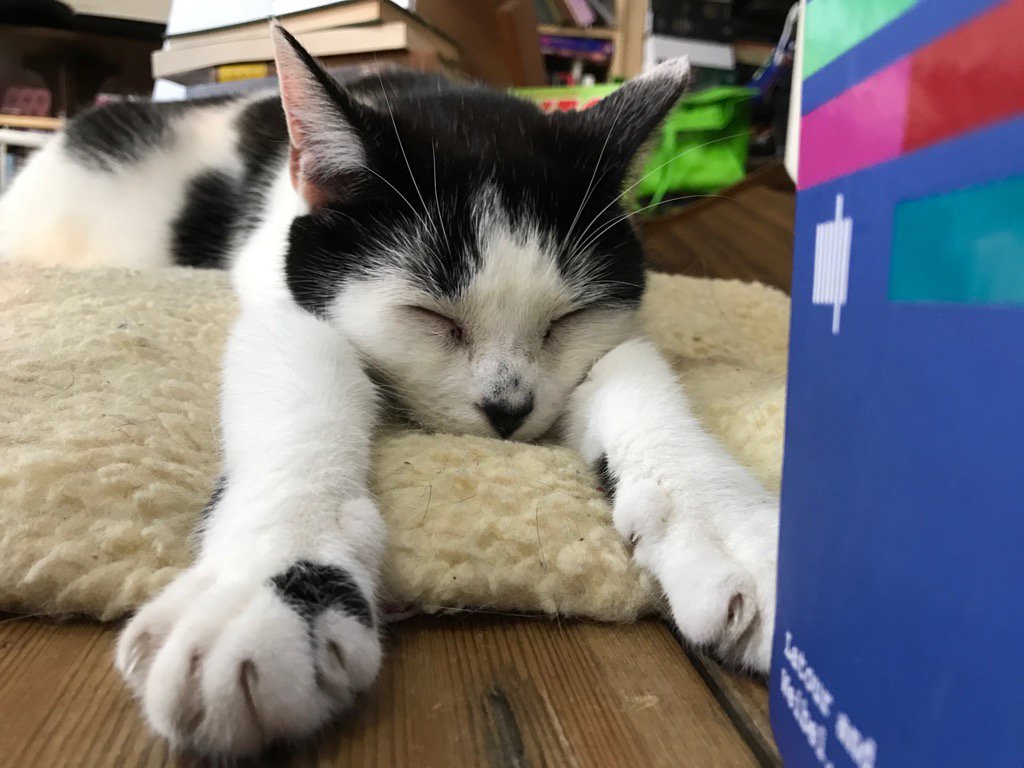 ClawandOrderSFU's tweet photo. I like to lie on Human's desk and stretch my ... mind #LookoutLibrary #BulldogDrummond #LoveLondon https://t.co/bNFJnRu0zy