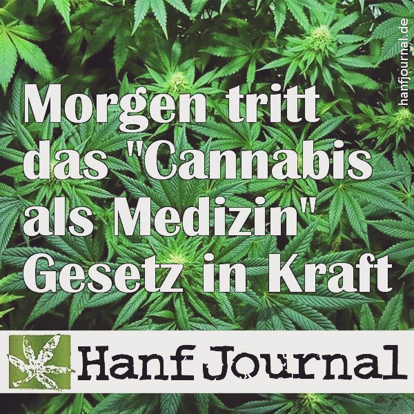 EmanuelKotzian's tweet photo. #cannabis is now #medicine in #Germany #420 #420work #ilike https://t.co/SsP6NGoA97