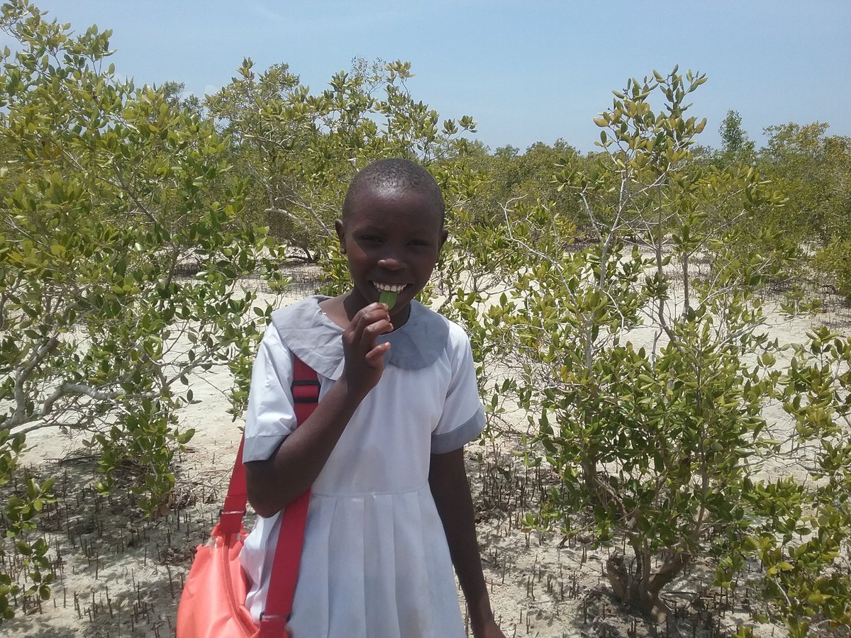 mikoko_pamoja's tweet photo. Mwakigwena primary school in Gazi Bay https://t.co/LgA5vN1DfG