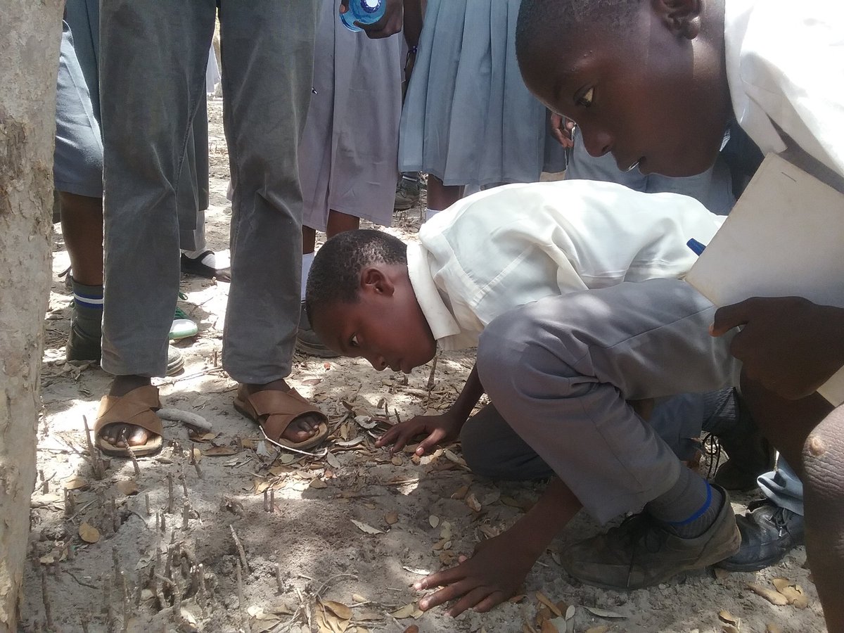 mikoko_pamoja's tweet photo. Mwakigwena primary school in Gazi Bay https://t.co/LgA5vN1DfG
