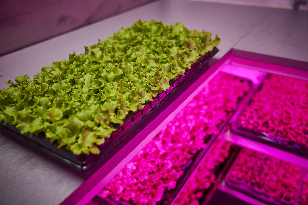 Sprout_Stack's tweet photo. Our most recent batch in germination trays from our 20ft Sprout Stack Farm #SproutStack #AgTech #UrbanFarming #FoodTech #startupaus https://t.co/Pnx9q6Ois4