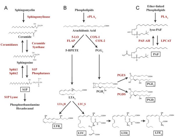 pdf organische chemie chemie basiswissen ii