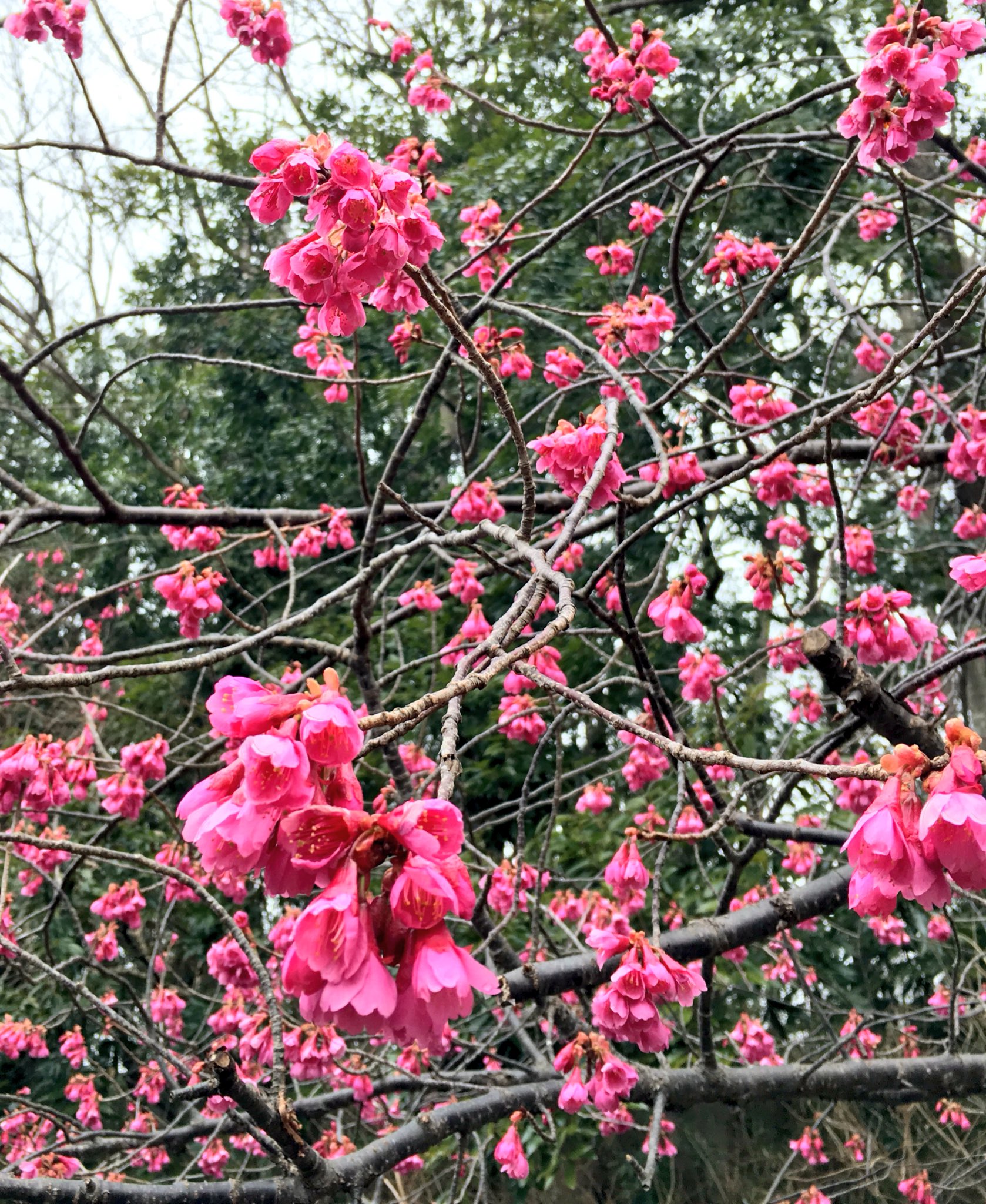 三上真史 こちらがふなばしアンデルセン公園の寒緋桜です 早咲きの桜なので 一足早いお花見 ネオガレ T Co Zfewptkjaf Twitter