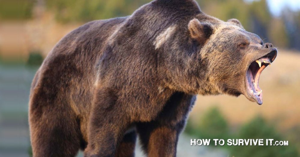 HowToSurviveIt's tweet image. How to Survive a Bear Attack bit.ly/1P2HPGh