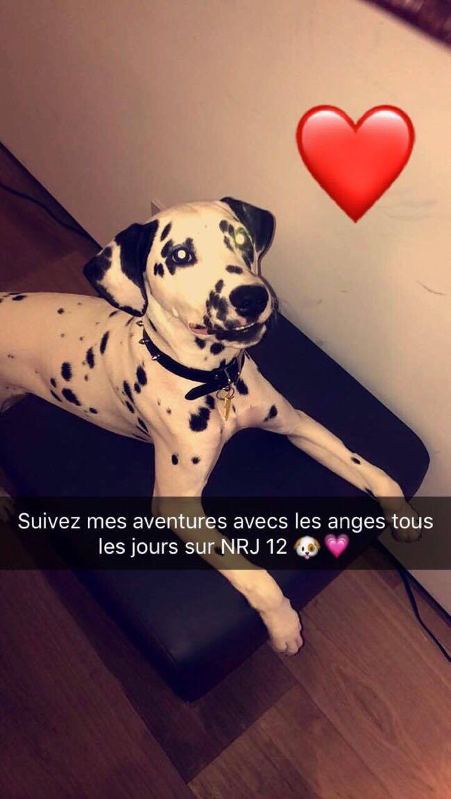 NJ_des_Anges's tweet photo. JEU/ Où est @NJ_des_Anges ? Les 3 premiers à me trouver dans les prochains épisodes gagneront une photo dédicacée de moi #LesAnges9 🐶 https://t.co/cIctlRRZdW
