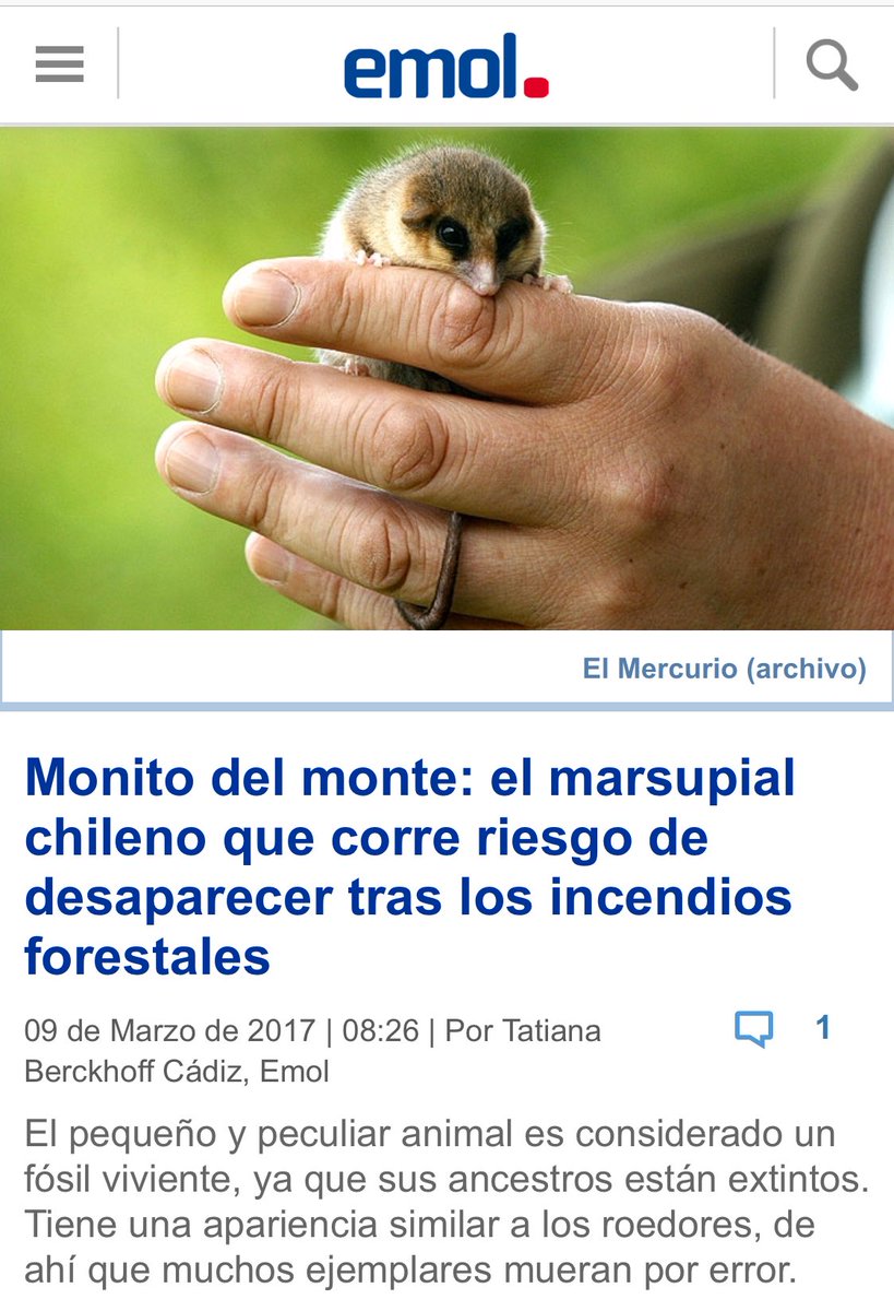 SOS_Nielol's tweet photo. #MonitodelMonte podría extinguirse.
Megaconstruccion #ElAmordeChile pegada al #CerroÑielol #Temuco invadirá su hábitat c/ miles d visitantes https://t.co/zzUSyXLJu1