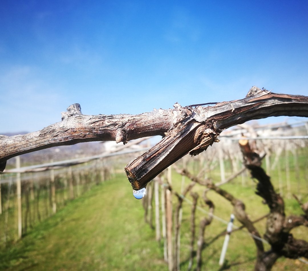 garganuda's tweet photo. Tears of joy!
#garganudavulcano #biodynamicgrapes #organicwine #UnFiltered #lowsolphite #volcanicsoil #soavedoc @SoaveWine https://t.co/Am10YZgKaI