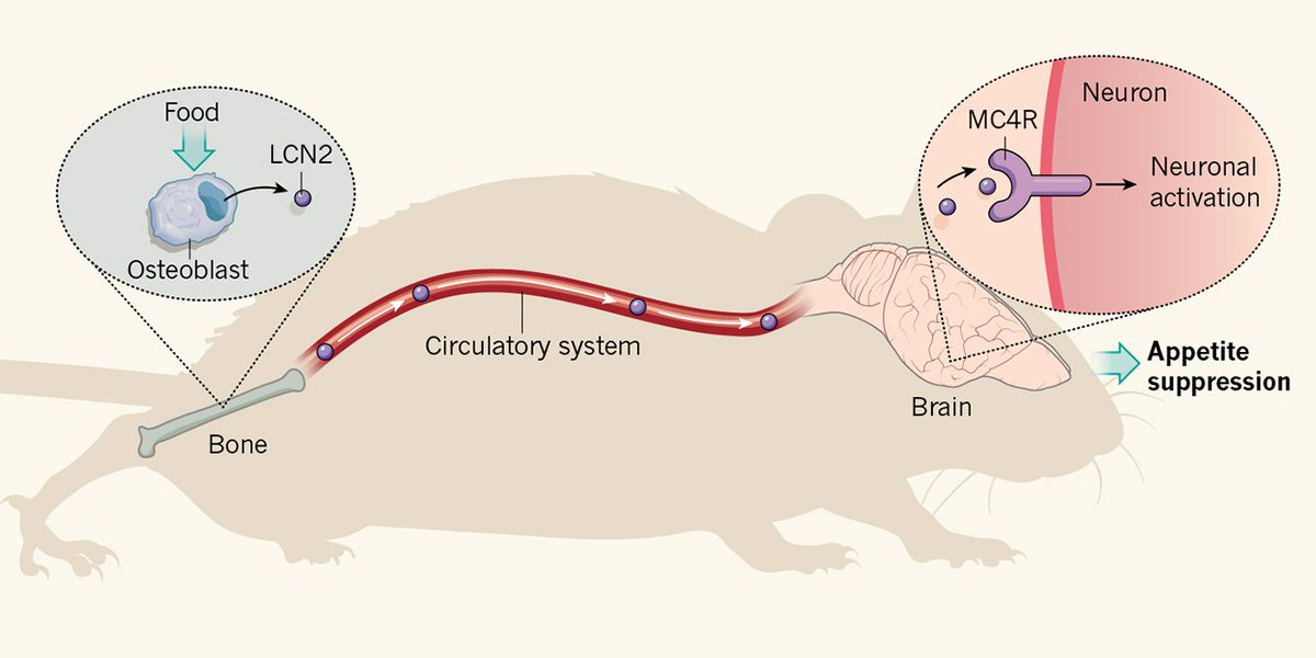 Nature News & Views tweet media