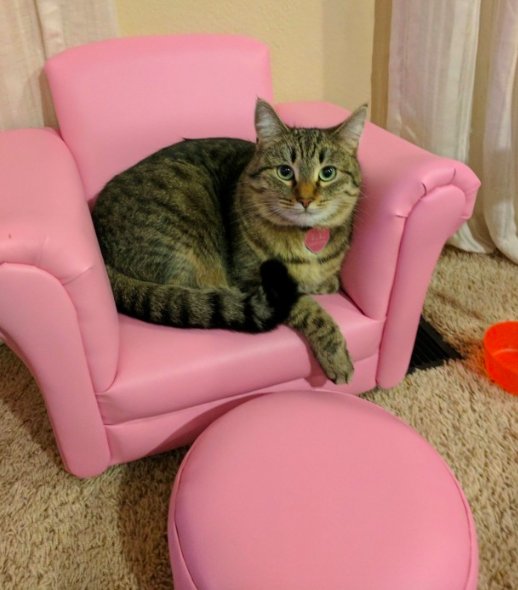 кресло для кота