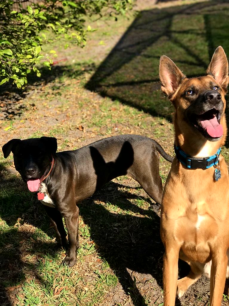 MikeMikeWMike's tweet photo. Mako likes to walk with friends! #ItsTimeToWalkFluffy #nbc6 @nbc6 @SheliNBC6 @EricNBC6 @AdamBergNBC6 https://t.co/Gctkb29vt6
