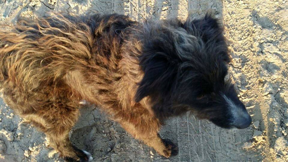 Susse_Sus's tweet photo. MUY URGENTE #acogida o #dopción. La tienen malviviendo atada a un camión 24h. sin agua ni comida SI VUELVE AL CAMPO LA VAN A MATAR! Pls #RT https://t.co/vLt0OPtj8o