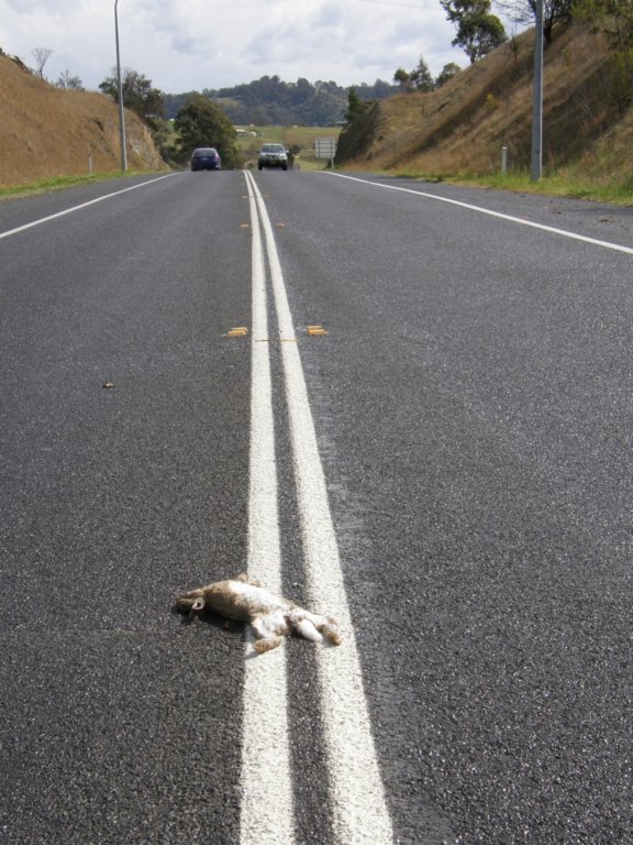 Hunters_Stand's tweet photo. @Bega_News - The Bega Valley Shire's "It's Not My Job!" Award goes to... https://t.co/NzfH8RzEeS