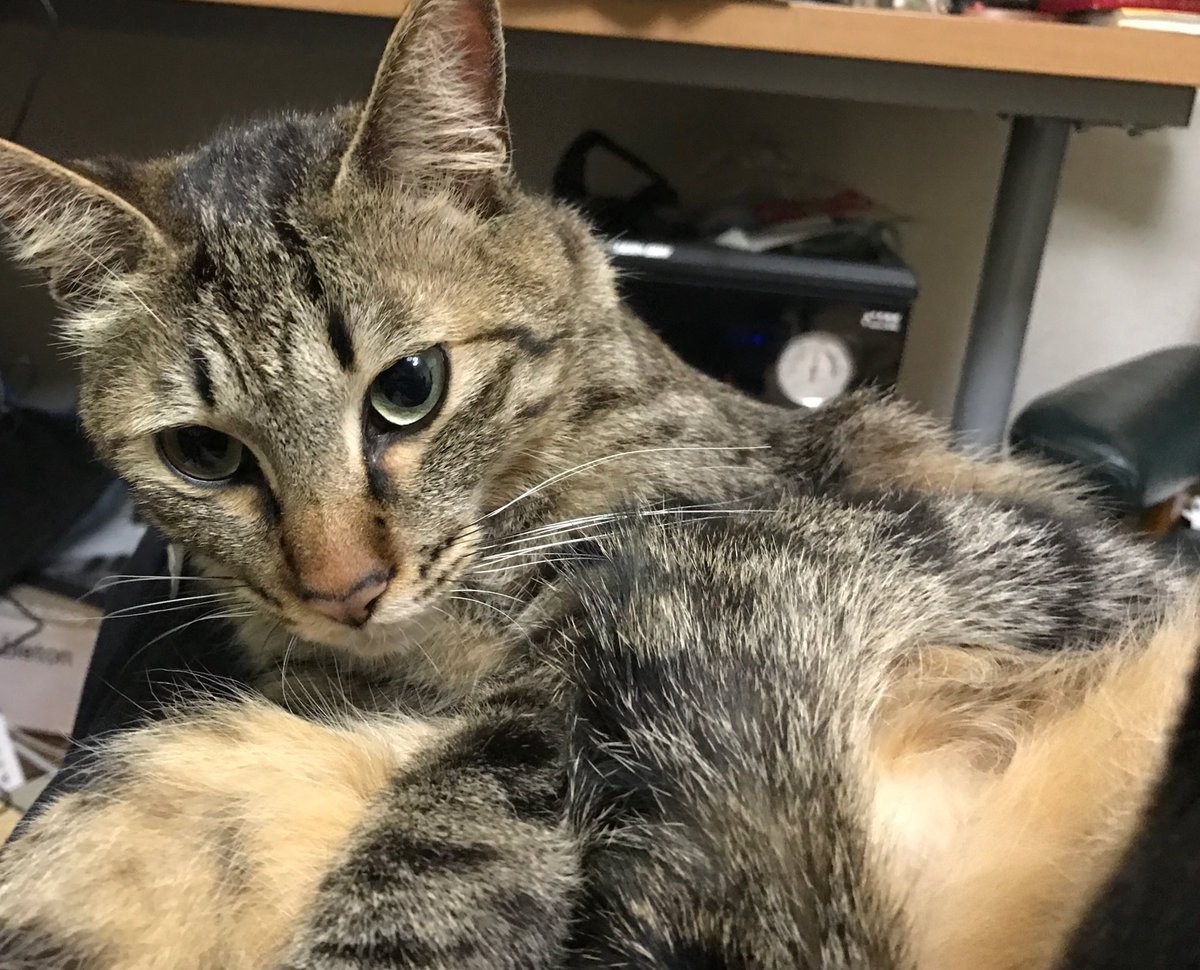 ねこかます 時雉が突然キャーンと鳴き出した 爪がクッションに引っかかってしまってた 外そうとしても痛いのか暴れる時雉だったが何とか外すことに成功 時雉はすぐに落ち着いたが 麿白が動転して時雉に覆いかぶさってグルーミングしたり急に立ち上がっ ねこかます 時雉が突然キャーンと鳴き出した 爪がクッションに引っかかってしまってた 外そうとしても痛いのか暴れる時雉だったが何とか外すことに成功 時雉はすぐに落ち着いたが 麿白が動転して時雉に覆いかぶさってグルーミングしたり急に立ち上がっ