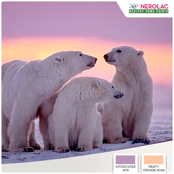 Nerolac_Paints's tweet photo. Taking cues for some #Colourspiration from a Canadian Arctic sunset, with a warm welcome from a Polar Bear family! https://t.co/H4uPwjrRFx