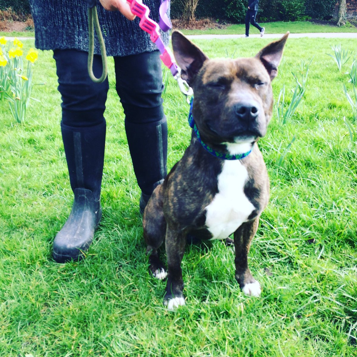 Our Jeffery is closing his eyes and making a wish that his forever family isn't far away!🐾❤️Read more at liverpooldogrescue.co.uk