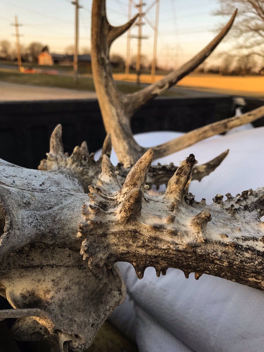 Shawnhurla's tweet photo. Winter claimed a victim. @SitkaGear @GORETEXhuntfish https://t.co/ns7gXdE2ZC